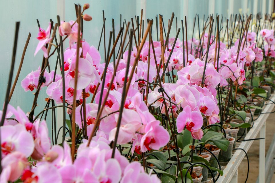 Flower nature garden