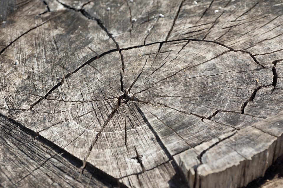 Grain tribe wooden disc
