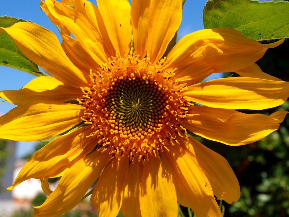 Yellow flower petals garden