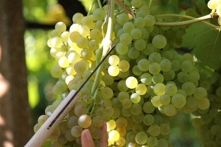 Grapes nature fruit