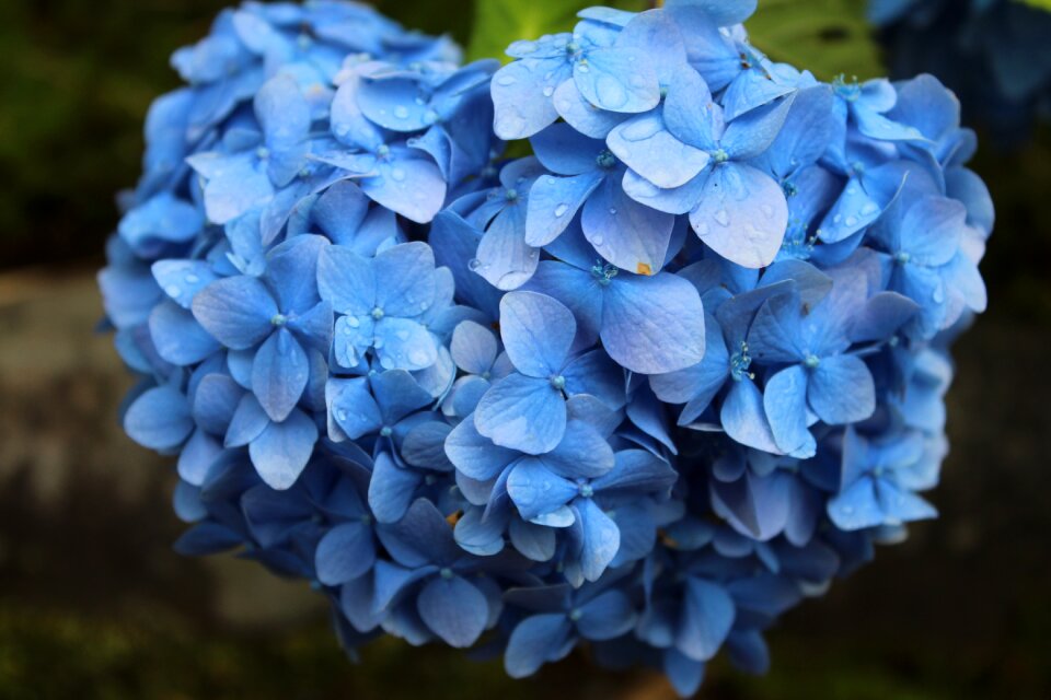 Plants petals spring