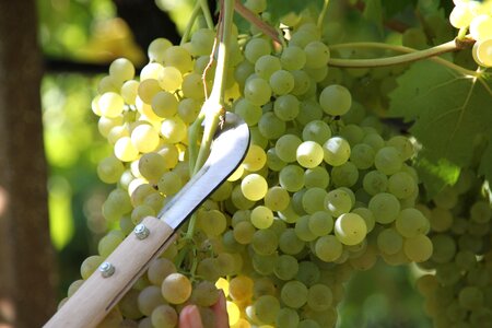 Wine screw green