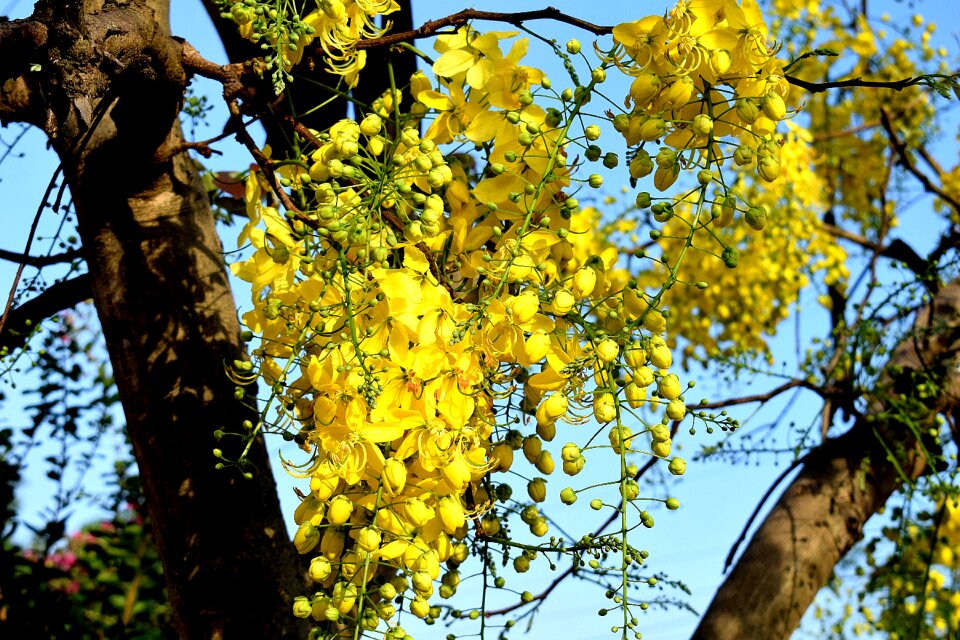 Bloom blossom plant photo