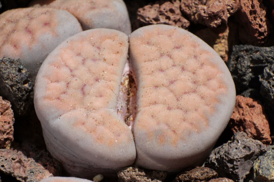 Lithops stone plants succulent