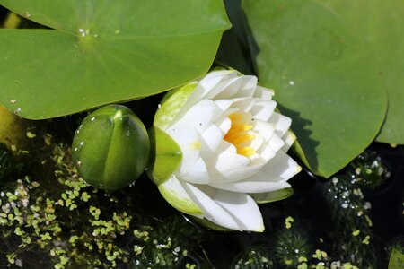 Pond lilly lotus lotus flower photo
