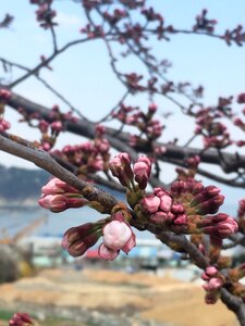 Flowers bud cherry blossom