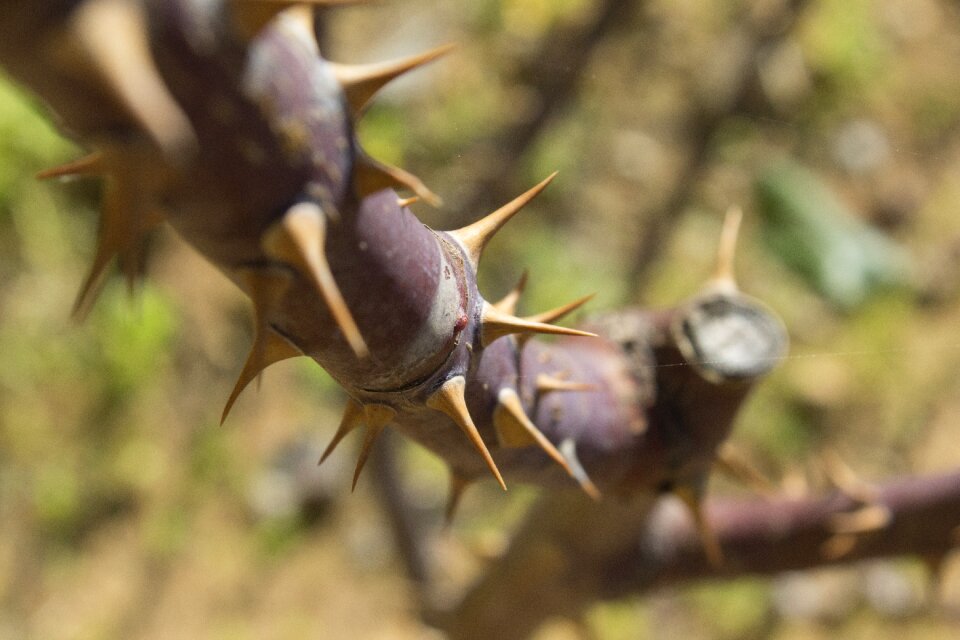 Trees thorns forest