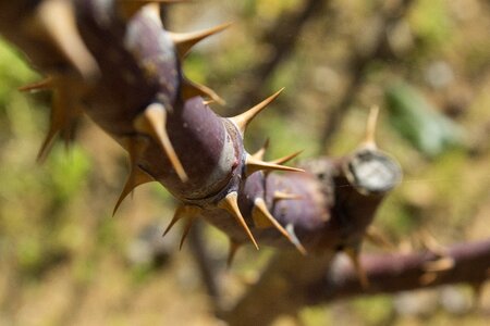 Trees thorns forest