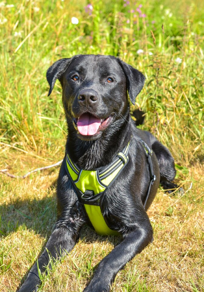 Cute animal labrador