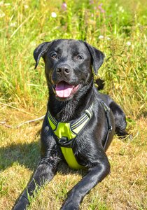 Cute animal labrador