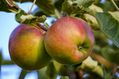 Ripe healthy vitamins