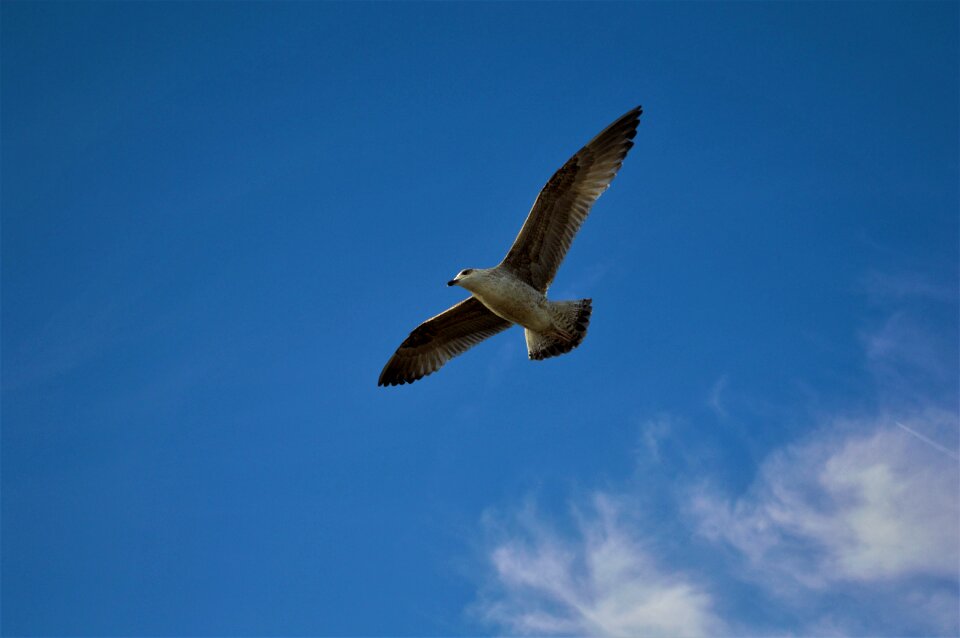 Fly animal nature