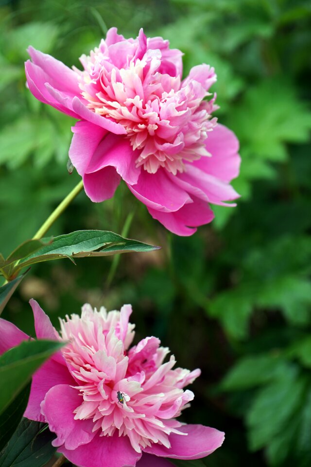 Blossom bloom plant