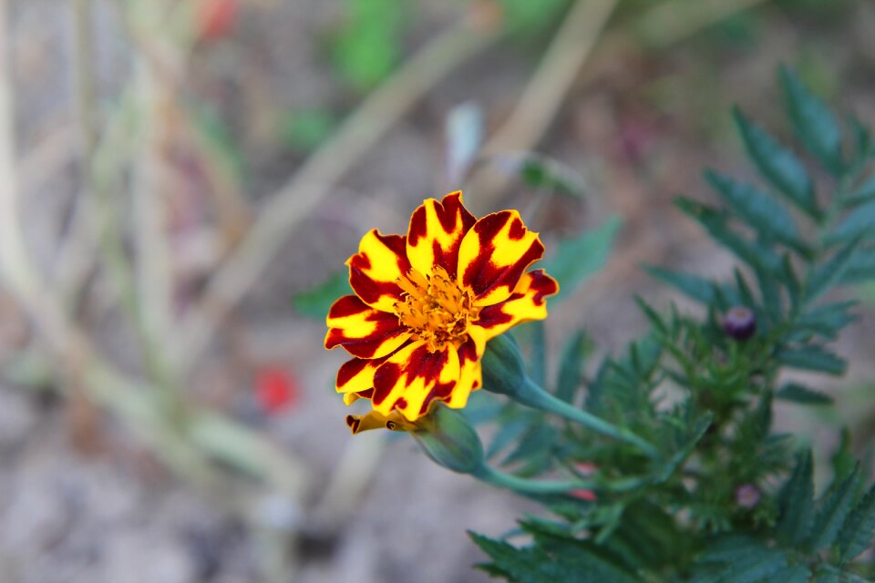 Tagetes flowering flower