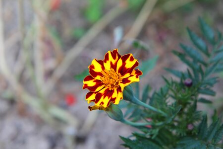Tagetes flowering flower