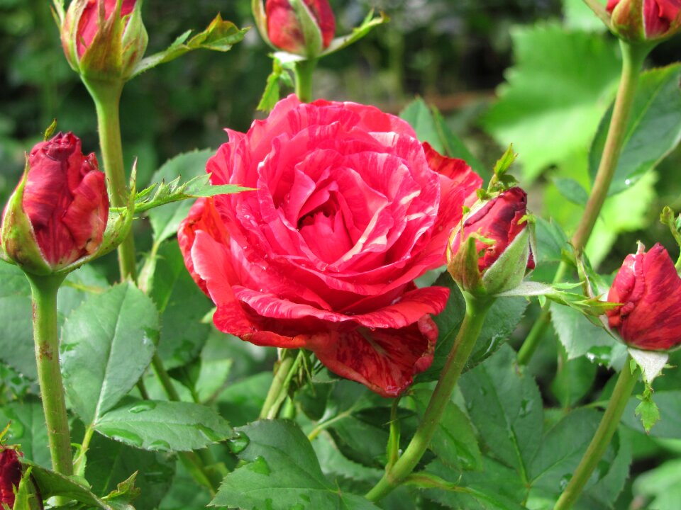 Red beautiful love
