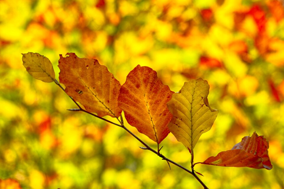 Season autumn branch photo