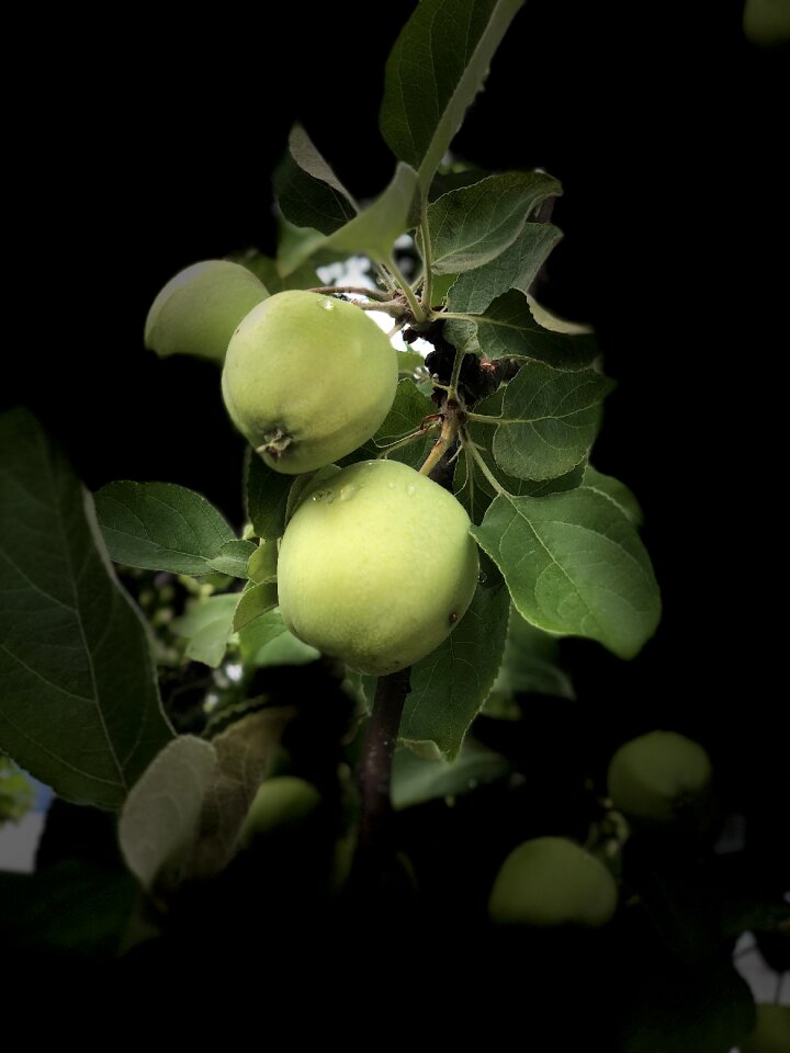 A delicious harvest apple trees