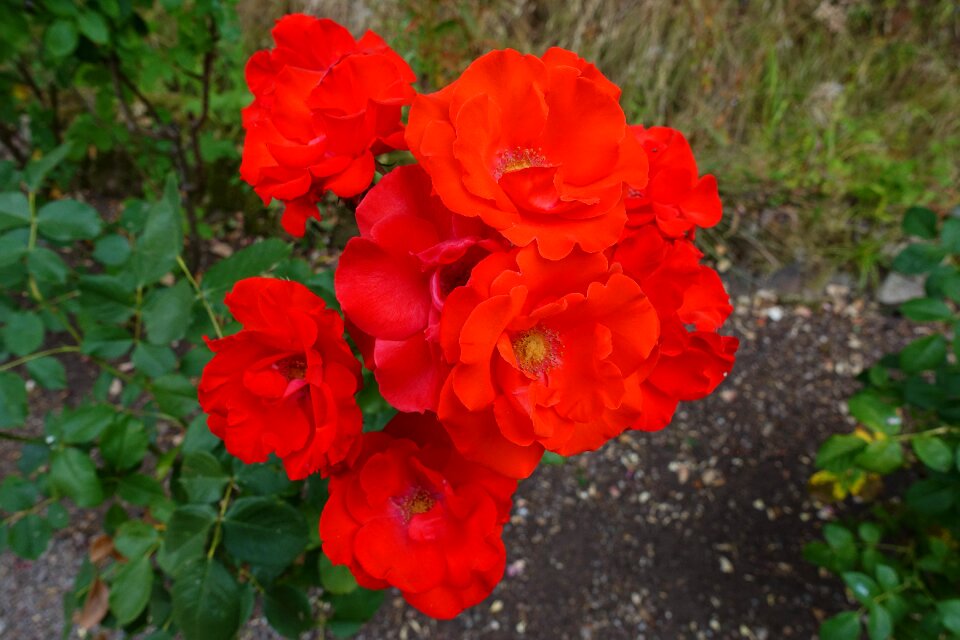 Floribunda flower garden