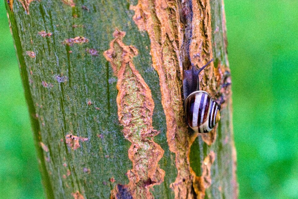 Biology invertebrates shell