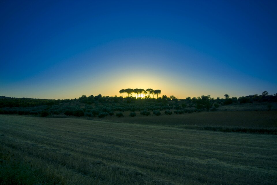 Trees sky panorama