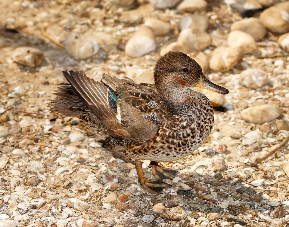 Water bird nature plumage