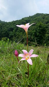 Beautiful hill beautiful jungle beautiful flower