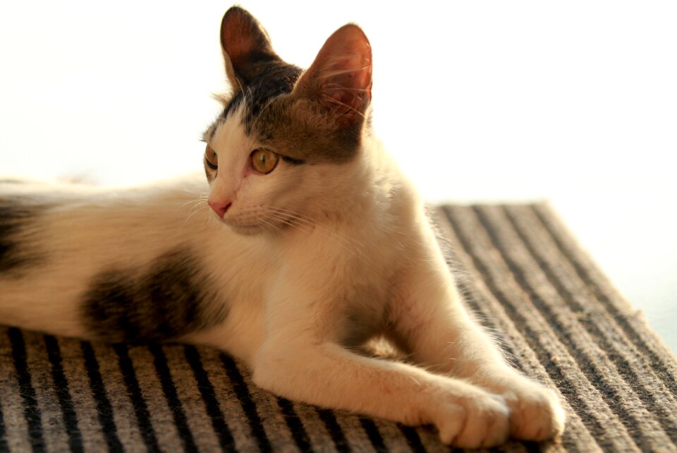Animal portrait fur
