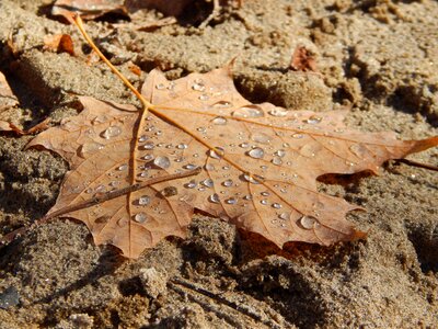 Sand earth soil