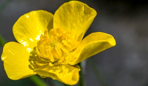 Spring plant yellow photo