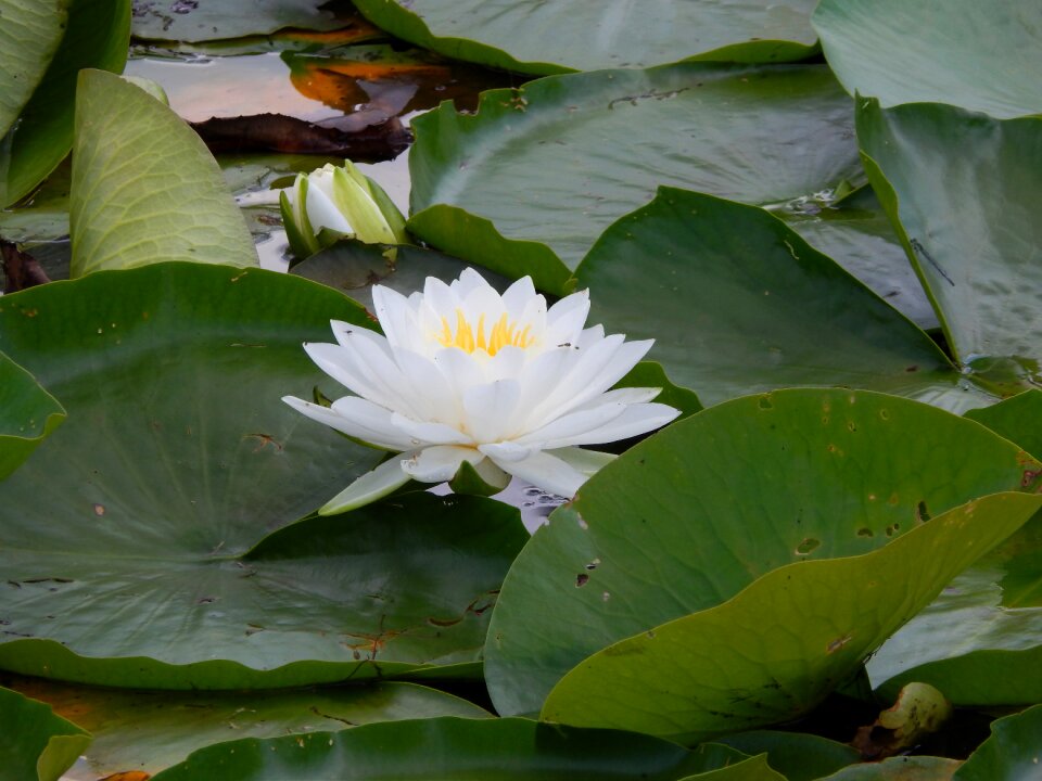 Pond plants flower