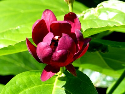 Leaf plant garden photo