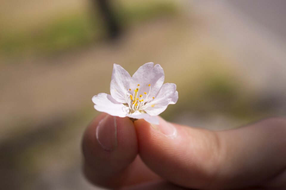 Spring flowers cute