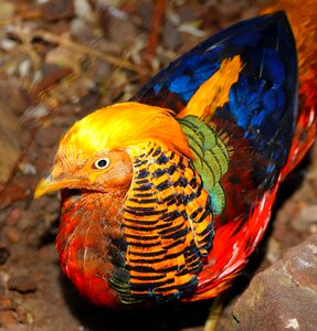 Plumage gorgeous bright