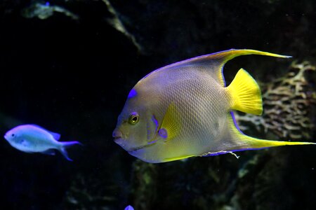 Underwater glowing animal photo