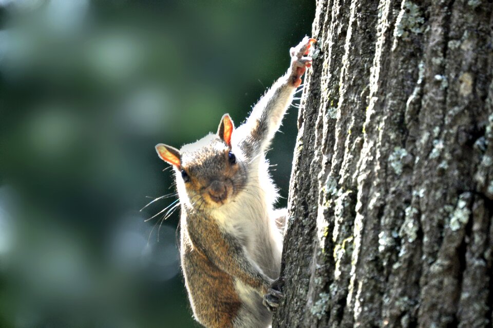 Animal rodent busy