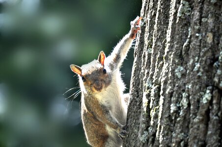 Animal rodent busy