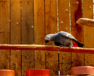 Sweet nature plumage photo