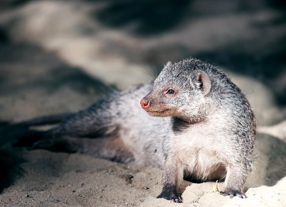 Mammal young animal sand