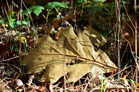 Leaves forest fall foliage photo