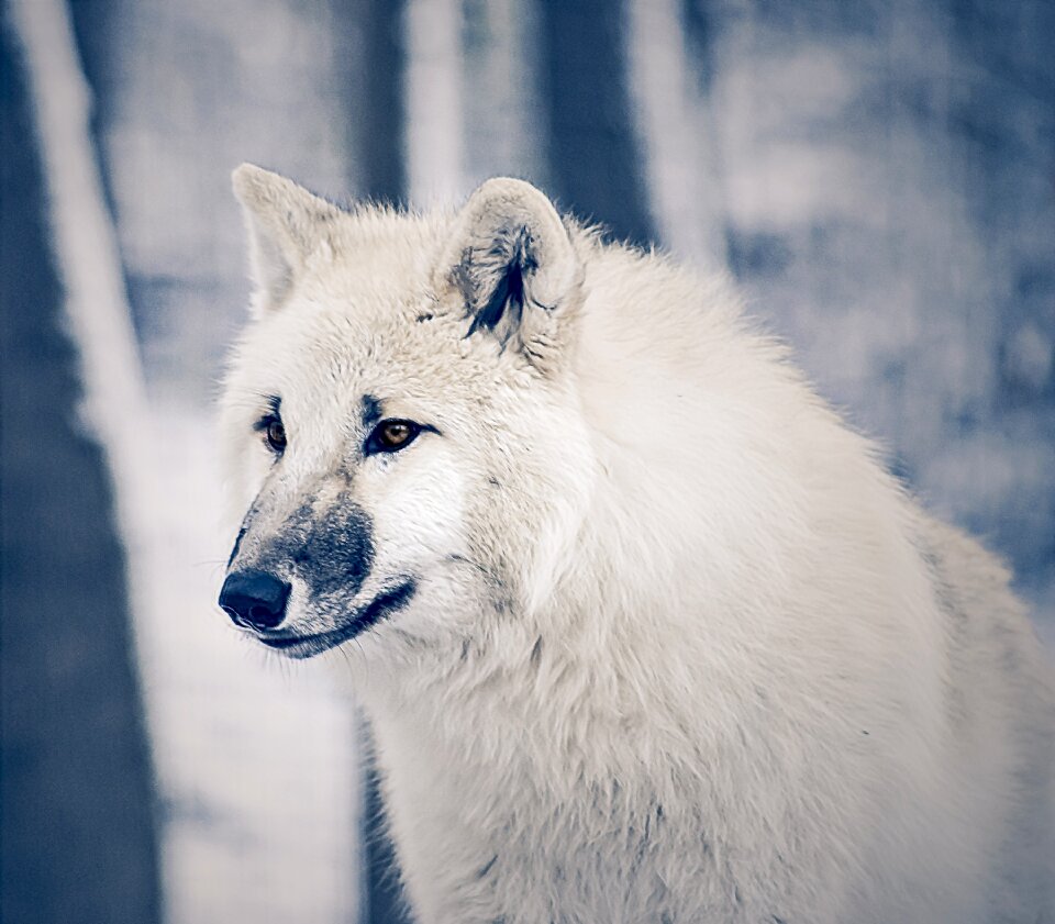 Nature fur close up