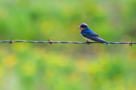 Bird blue photo