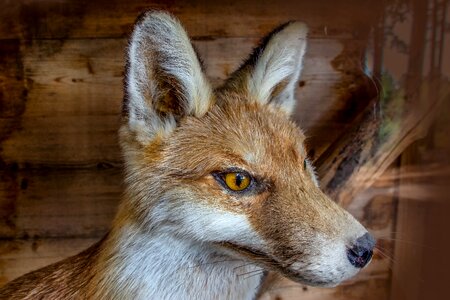 Fuchs taxidermy close up photo