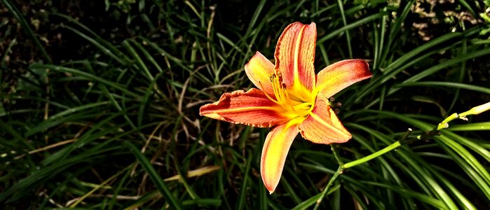 Bloom wild flowers plant