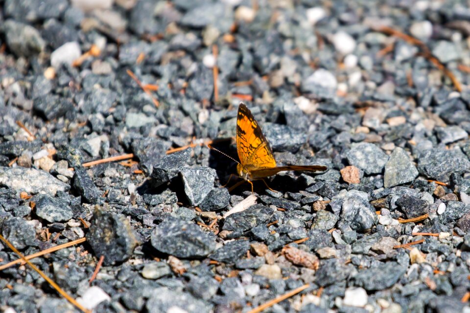 Gray earth gray butterfly