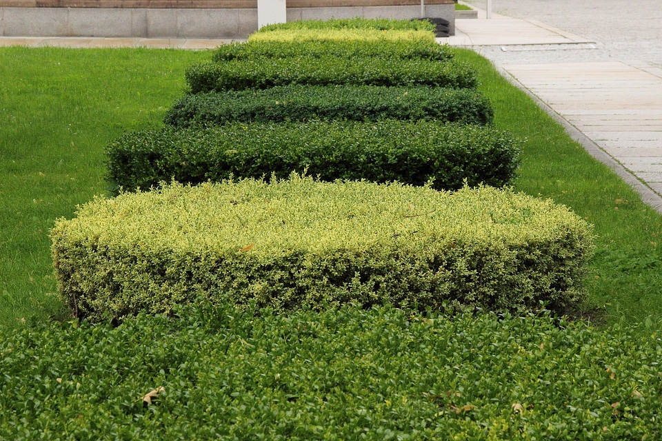 Park section flora
