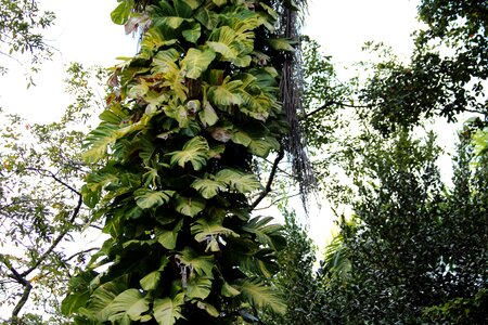 Poisonous plant plant a climbing plant