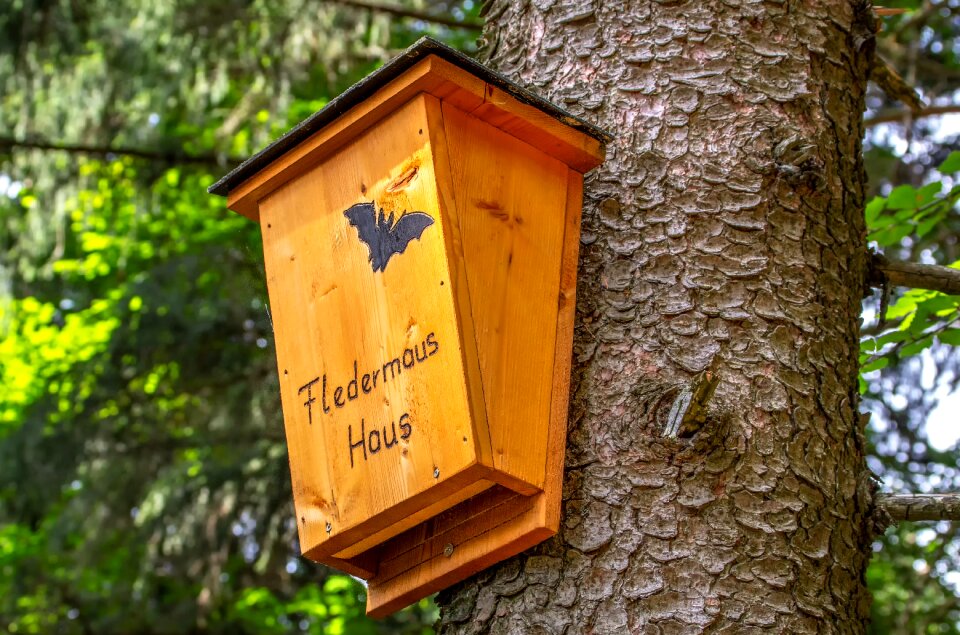 Nature home forest