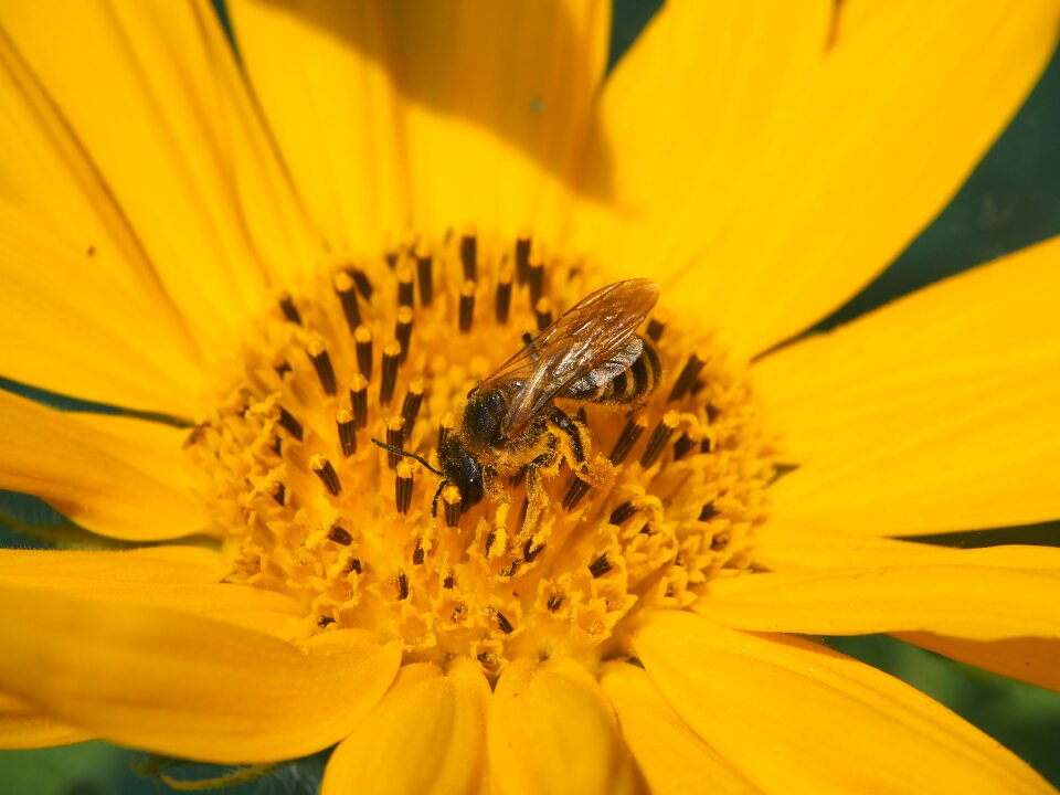 Yellow flower blossom