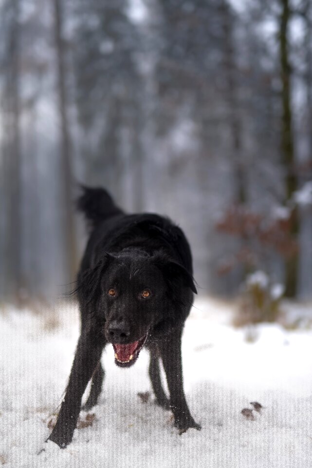 Animals cold nice